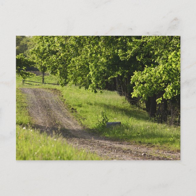 A farm road in Ipswich, Massachusetts. Postcard (Front)