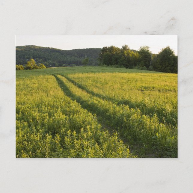 A farm road in Sabins Pasture in Montpelier, Postcard (Front)