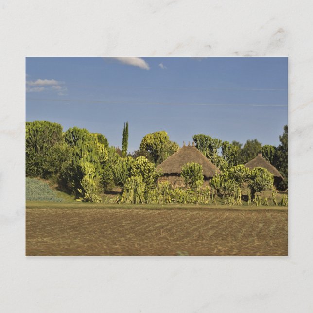 A farmed field in front of thatched roof houses postcard (Front)