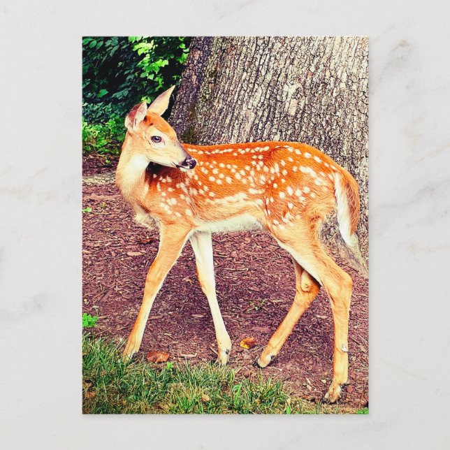 A fawn postcard (Front)