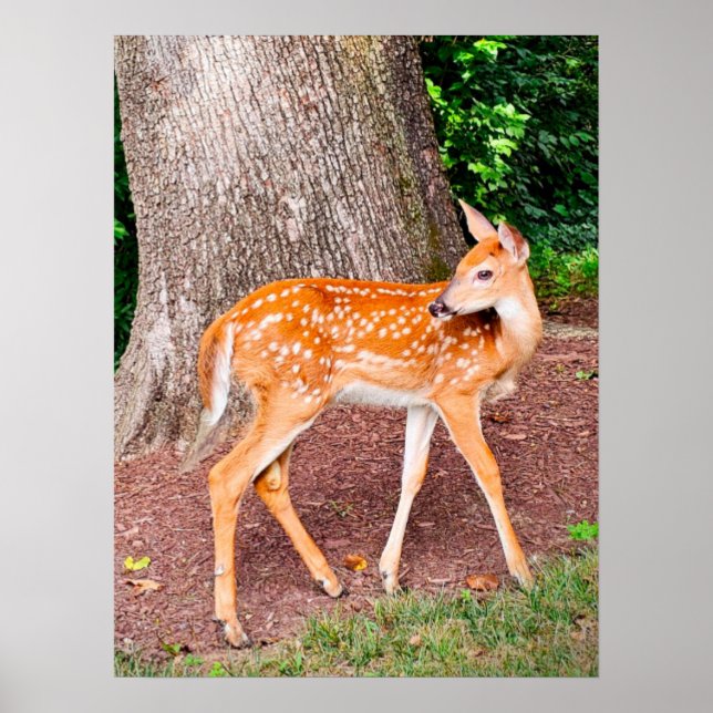A fawn poster (Front)