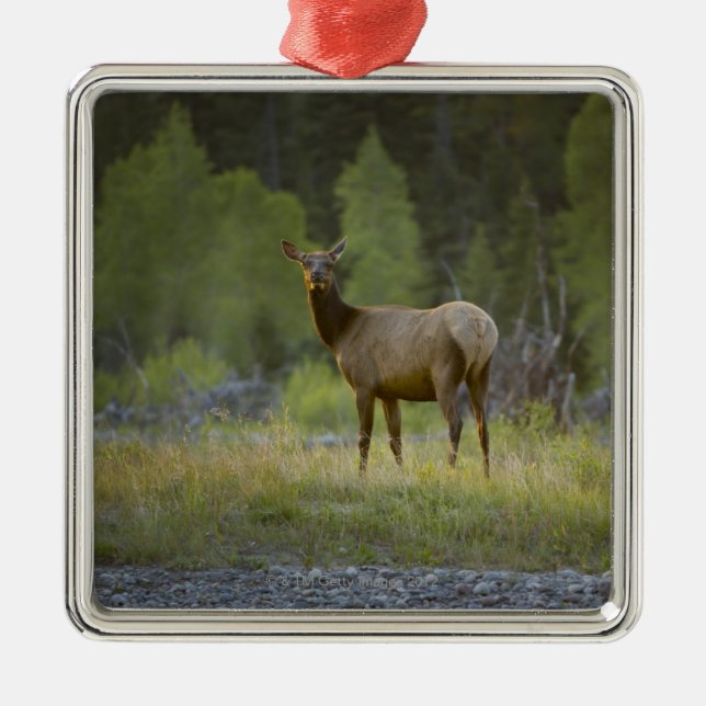 A female elk stands looking at the camera with a metal ornament (Front)