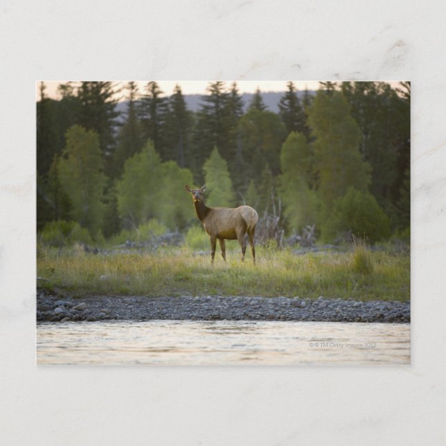 A female elk stands looking at the camera with a postcard (Front)