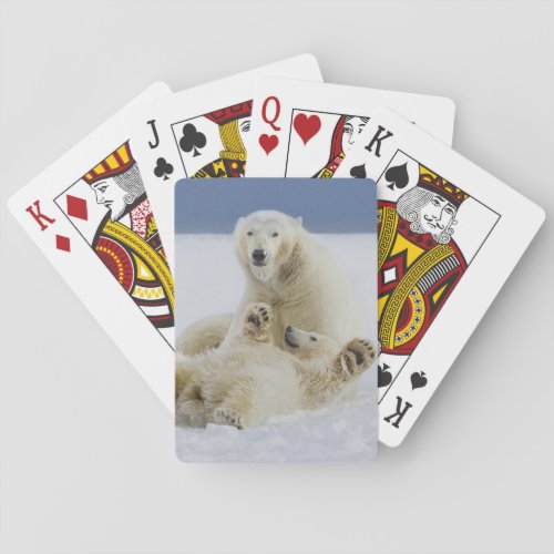 A female polar bear and her cub play in the snow playing cards