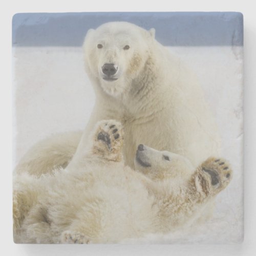 A female polar bear and her cub play in the snow stone coaster