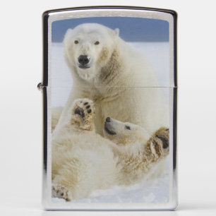 A female polar bear and her cub play in the snow zippo lighter