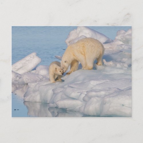 A Female Polar Bear And Its Cub _ Cute Wildlife Postcard