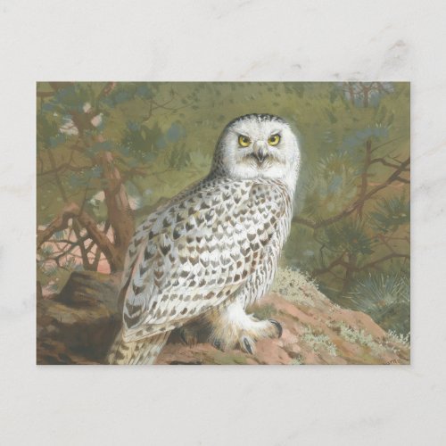 A Female Snowy Owl by Archibald Thorburn Postcard