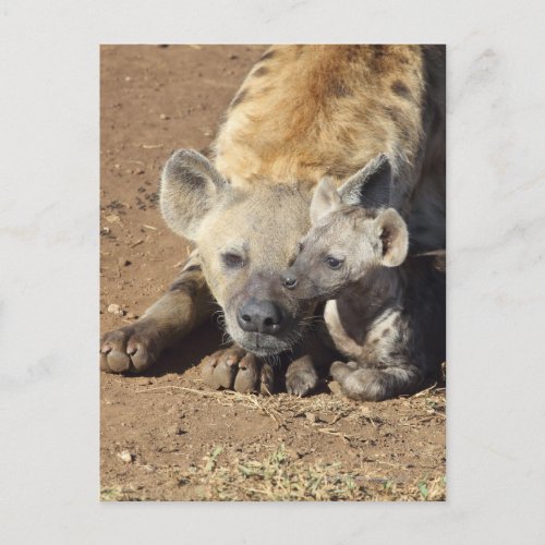 A female Spotted Hyena and her cub Kruger Postcard