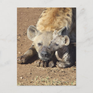 A female Spotted Hyena and her cub, Kruger Postcard