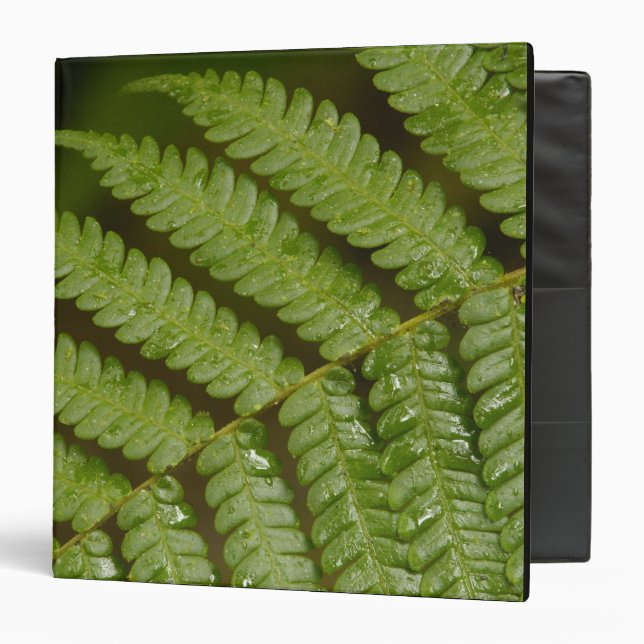 A fern detail, from Mindo Cloud Forest, 3 Ring Binder (Front/Inside)
