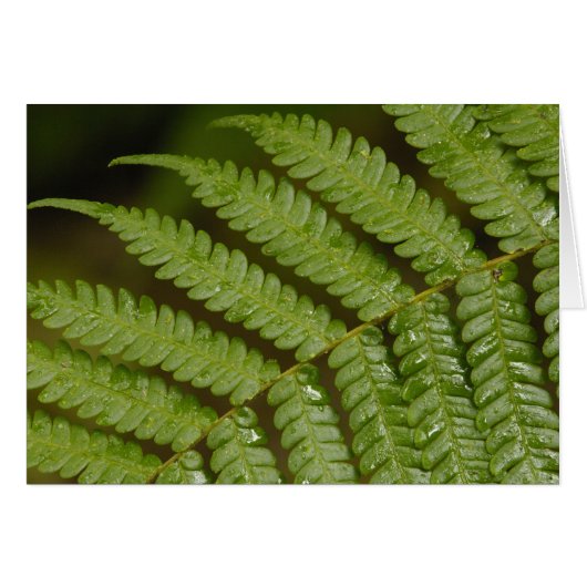 A fern detail, from Mindo Cloud Forest, Cards (Front Horizontal)