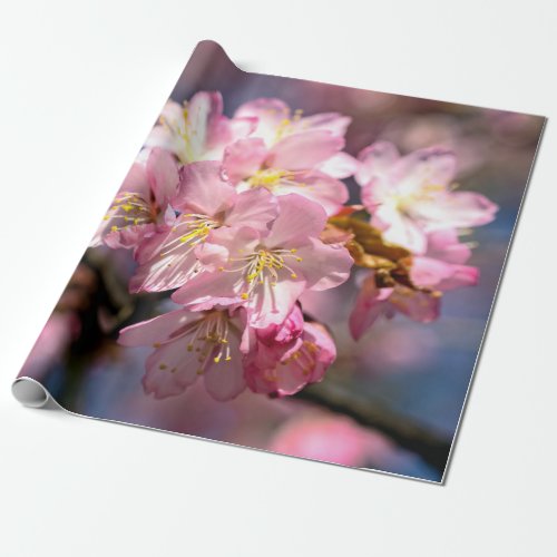 A Festival Of Pink Sakura Flowers Wrapping Paper