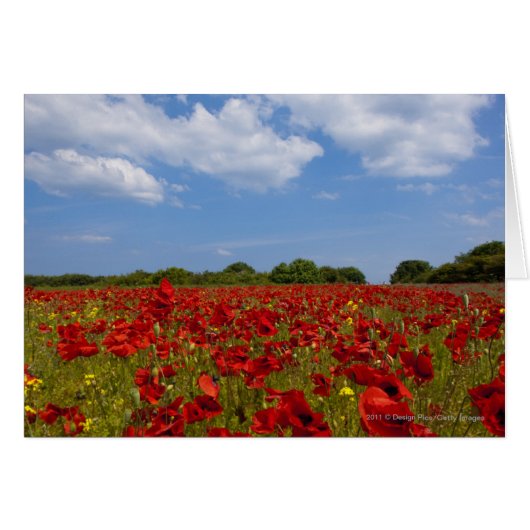 A Field Full Of Red Flowers Cards (Front Horizontal)