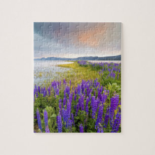 A field of Lupine wildflowers on the North Shore Jigsaw Puzzle