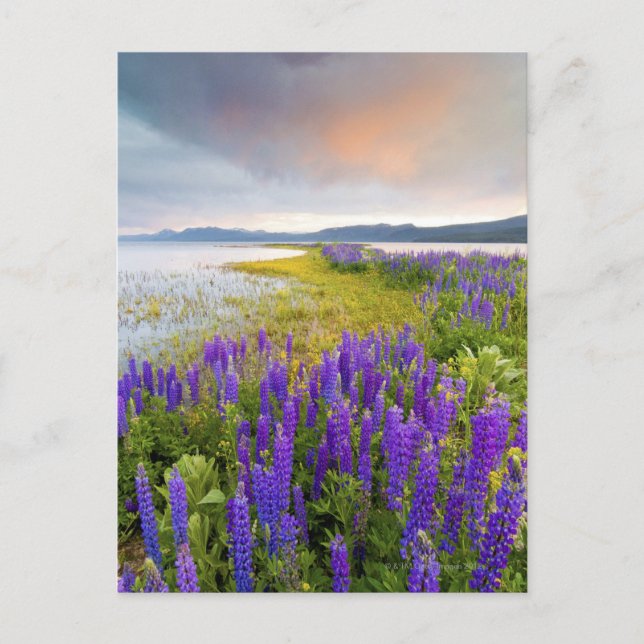 A field of Lupine wildflowers on the North Shore Postcard (Front)