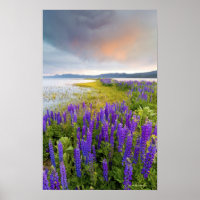 A field of Lupine wildflowers on the North Shore Poster