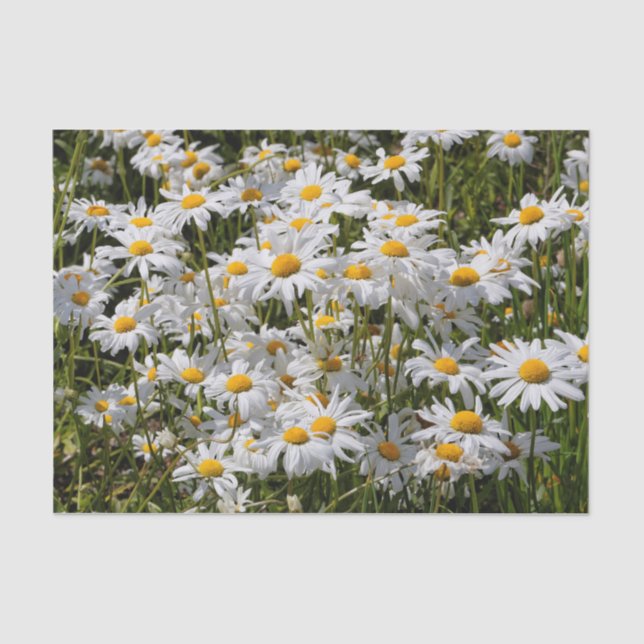 A Field of Oxeye Daisies Tissue Paper (Front)
