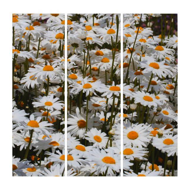 A Field of Oxeye Daisies Triptych (Front)