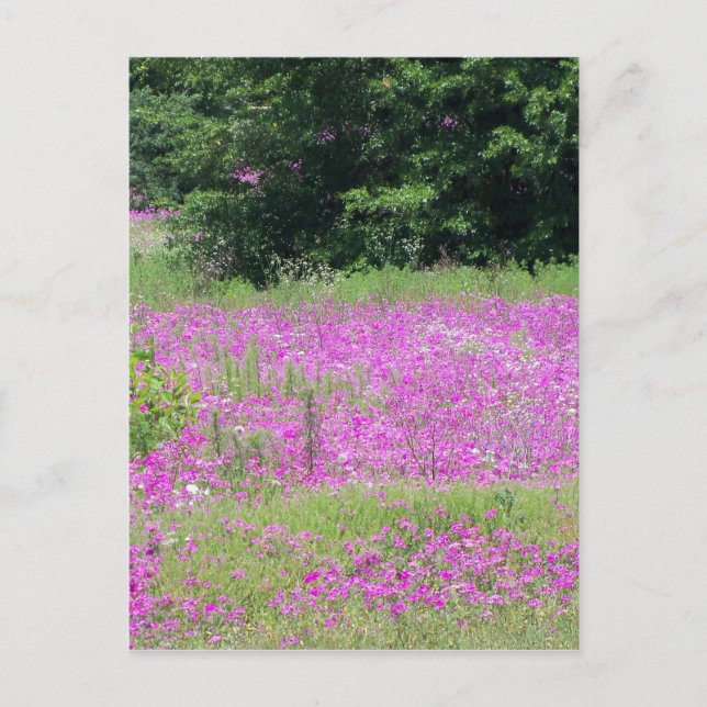 A field of pink spring wildflowers postcard (Front)