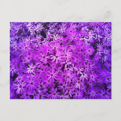 A field of Purple and Pink Daisies Postcard