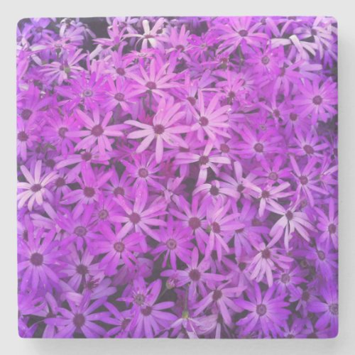 A field of Purple and Pink Daisies Stone Coaster