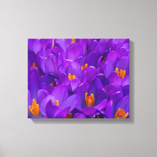 A Field of Purple Crocuses Canvas Print