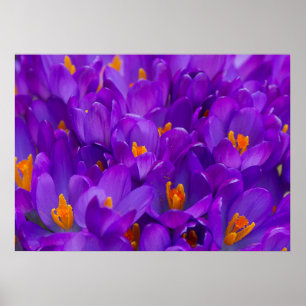 A Field of Purple Crocuses Poster