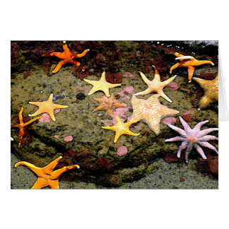A Field of Stars Cards