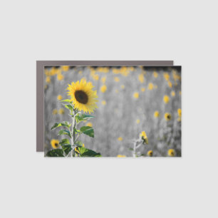 A Field of Sunflowers in Black and White Car Magnet