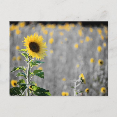A Field of Sunflowers in Black and White Postcard