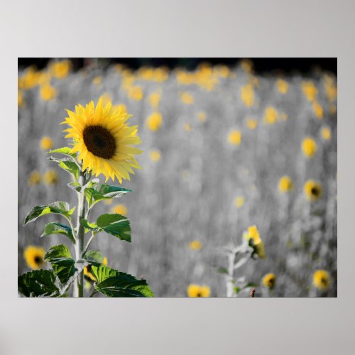 A Field of Sunflowers Poster