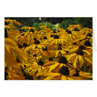 A field of Susies Cards