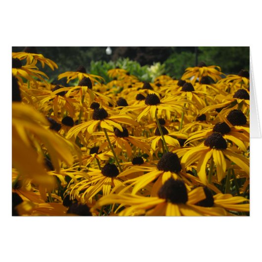 A field of Susies Cards (Front Horizontal)
