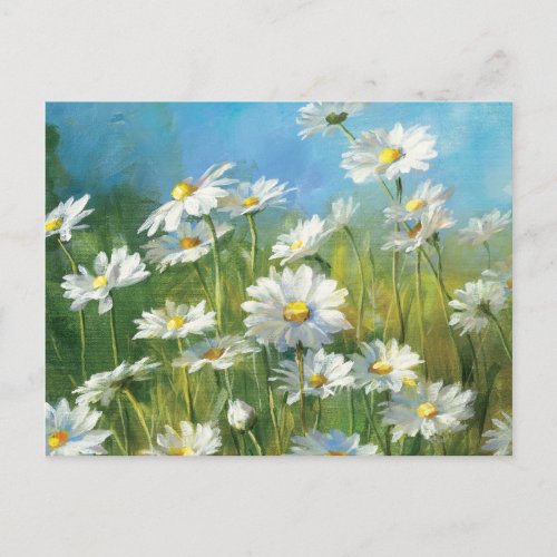 A Field of White Daisies Postcard