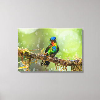 A Fiery-throated Hummingbird in the Cloud Forest Canvas Print