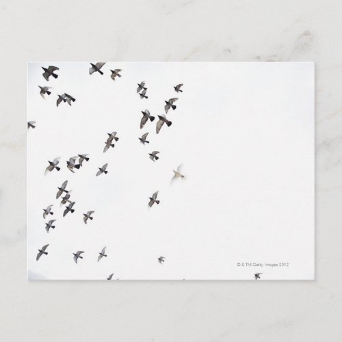 A flock of birds is flying at the sky postcard