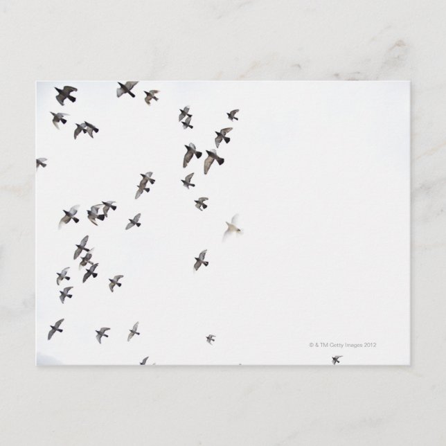 A flock of birds is flying at the sky postcard (Front)