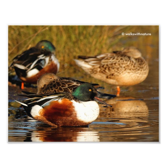 A Flock of Northern Shovelers Photo Print (Front)