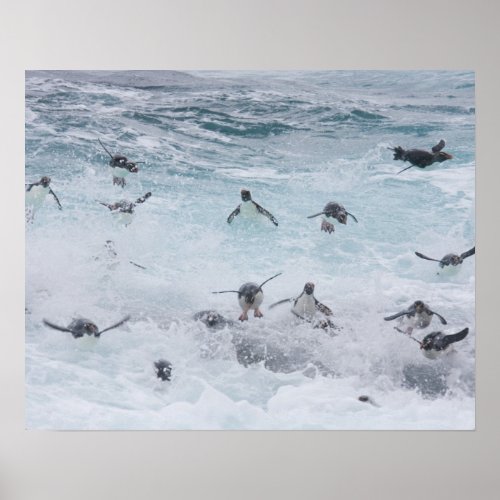 A flock of Rockhopper penguins launch out of the Poster