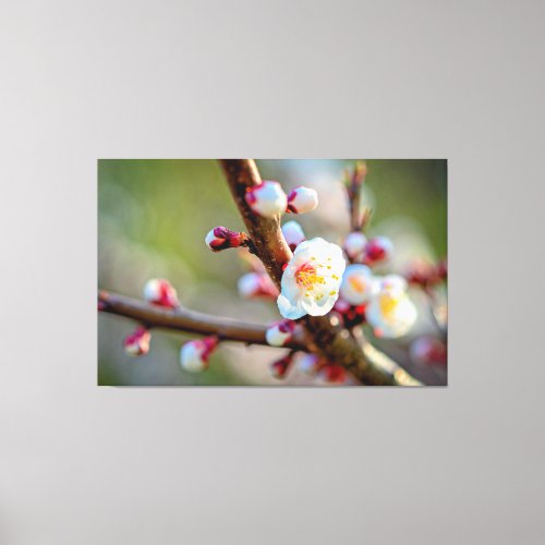 A Floral Composition Of Japanese Apricot Flowers Canvas Print