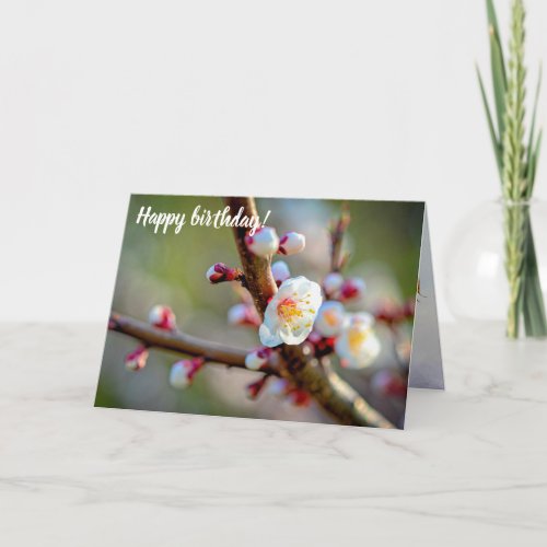 A Floral Composition Of Japanese Apricot Flowers Card