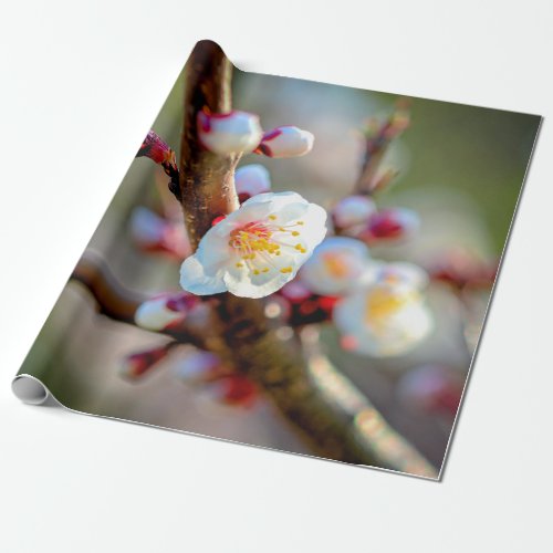 A Floral Composition Of Japanese Apricot Flowers Wrapping Paper