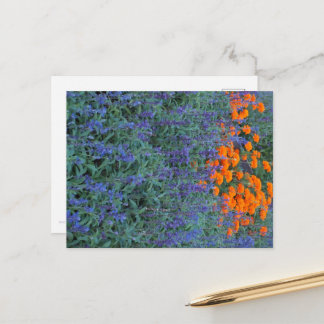 A flower garden of blue salvia and marigolds. postcard