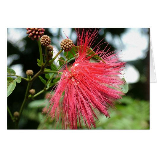 A flower named Phoenix Cards (Front Horizontal)