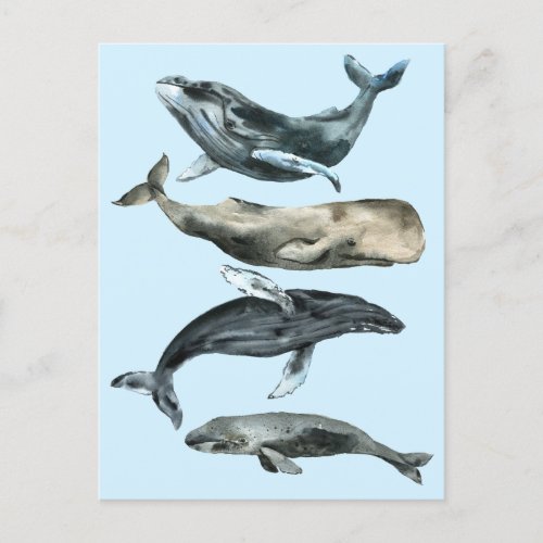 A flurry of whales  postcard