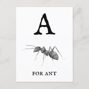 "A" for Ant  Postcard