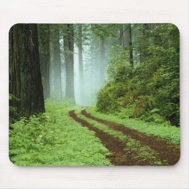 A forest path in Redwoods State Park, California. Mouse Pad (Front)