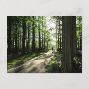 A Forest Walk: Mizumoto Park, Tokyo Postcard