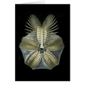 A Fossil Sea Urchin (Front)